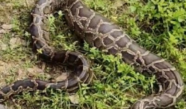 大蟒蛇视频,揭秘其神秘生活与捕食技巧